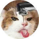 Cat Meow @stickersb2b