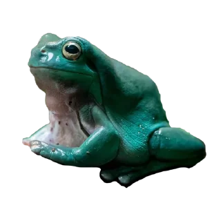 🐸