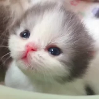 🌟