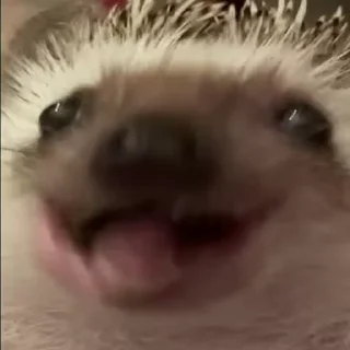 😋