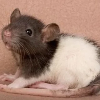 🐀