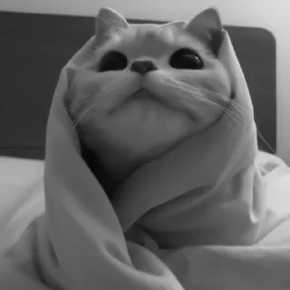 🐈‍⬛️