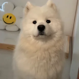 🐶