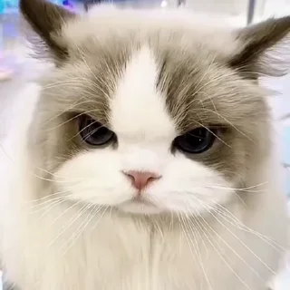 😠
