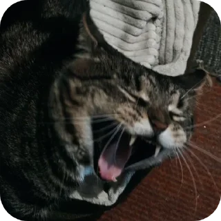 🐱