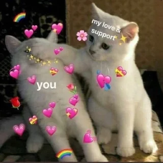 🐱