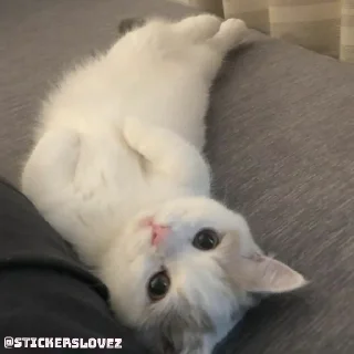 🐈