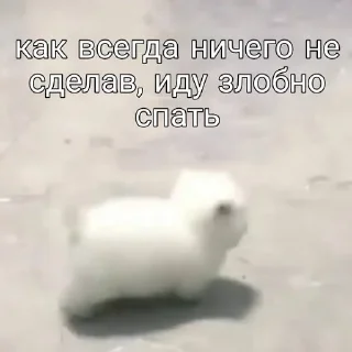 💤