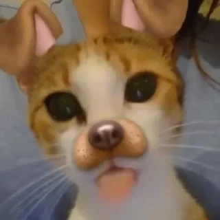 🐶