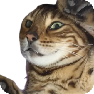 🐱