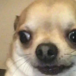 🐶
