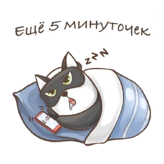 🐱