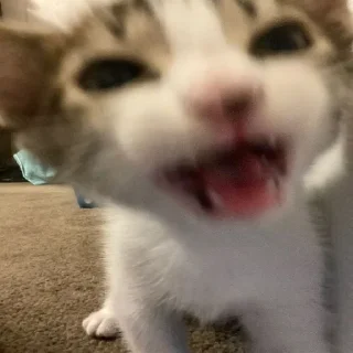 🐱CATS🐱