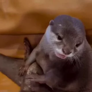 😴