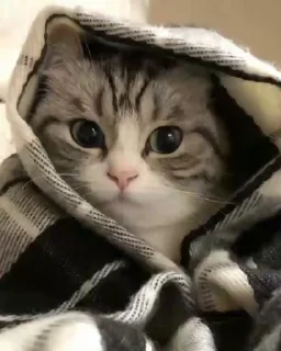 🐈