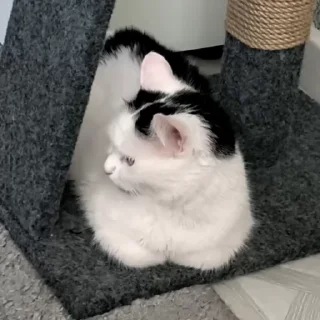 😾
