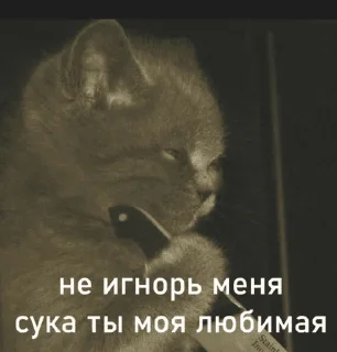 котики @zauxsa • @snorovkaa