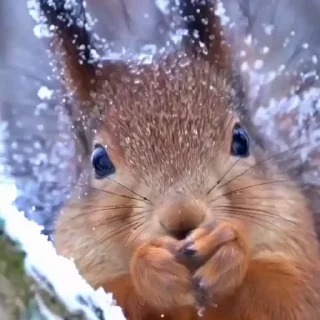 🤩