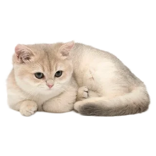🐈