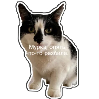 🐈‍⬛️