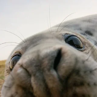 🦭