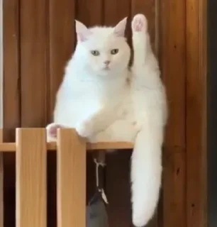 🙋