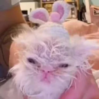 🐰