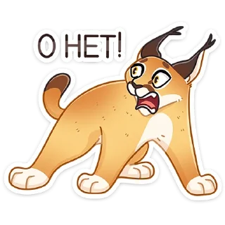 😼