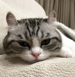 💤