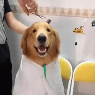 🐶