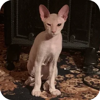 🐱