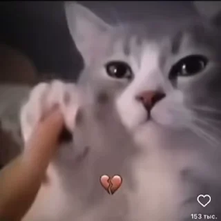 🐾