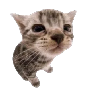👽