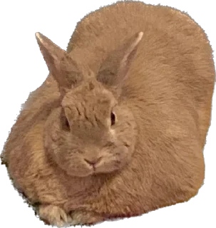 🐰