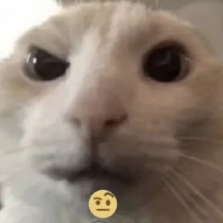 🐱