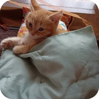 🐱
