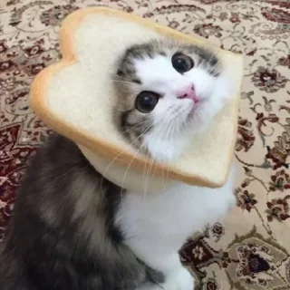 😺