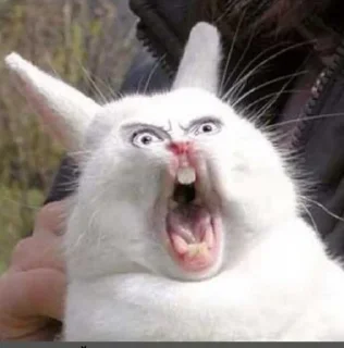 🐰
