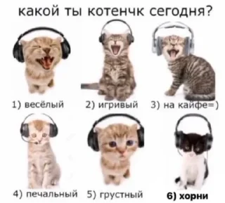 🐱