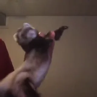 🕺