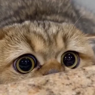 🤩