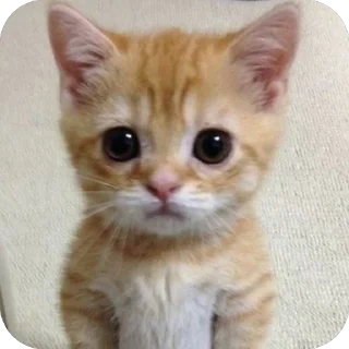 🐱
