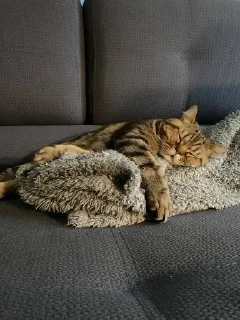 🌟