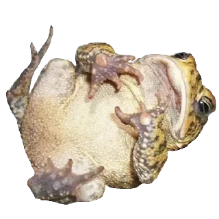 🐸