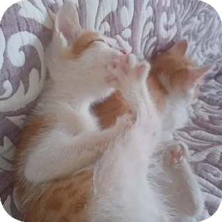 🐱
