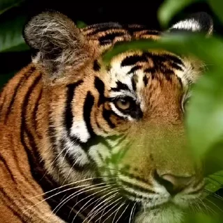 🤩
