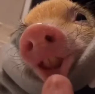 🐷