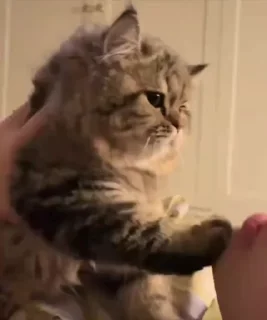🌟