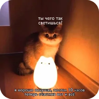 🐱