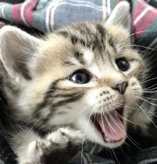 🎀